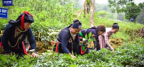 Những yếu tố cần thiết để phát triển cây dược liệu ở Việt Nam
