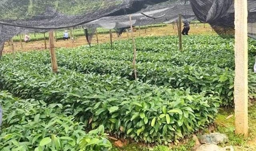 Nam Trà My – Quảng Nam Trồng cây dược liệu bản địa để người dân thoát nghèo