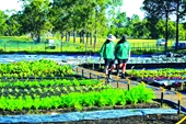 Dạy học sinh về lối sống bền vững và lòng biết ơn qua việc làm vườn
