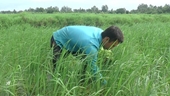 Nhớ mùa lúa trên cánh đồng quê hương