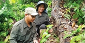 Huyện A Lưới – Thừa Thiên Huế Mở rộng phát triển trồng cây dược liệu quý
