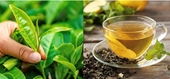 Uống trà xanh có thể ngăn ngừa tiểu đường, kéo dài tuổi thọ