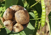 Hạt cây củ đậu có độc tính như thế nào