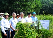 Bảo tồn, nhân giống cây dược liệu quý ở Ninh Bình