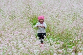 Đến Điện Biên tận hưởng vẻ đẹp nao lòng mùa hoa khoe sắc