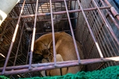Hàn Quốc thông qua luật cấm tiêu thụ thịt chó
