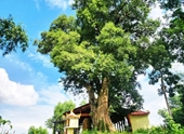 Độc đáo cây di sản Việt Nam Đài quan sát kơ nia