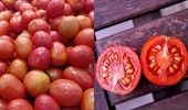 Cà chua - thực phẩm dễ kiếm giúp giảm đường huyết