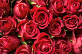 Ngày lễ Tình nhân Valentine Thông điệp tình yêu của những loài hoa rực rỡ
