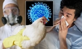 Triệu chứng nhiễm cúm A H5N1 và các giai đoạn tiến triển của bệnh