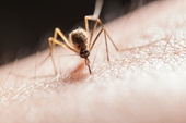 Muỗi đốt gây ra những bệnh truyền nhiễm nào