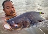 Báo cáo mới 1 5 số loài cá sông Mê Kông đối mặt nguy cơ tuyệt chủng