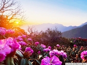 Khám phá hoa đỗ quyên tuyệt đẹp ở Lai Châu