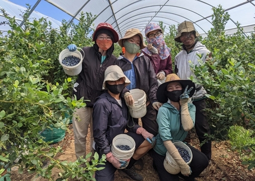 Úc mở cửa đón lao động nông nghiệp Việt Nam