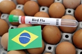 Mối liên quan giữa chim hoang dã và cúm gia cầm H5N1