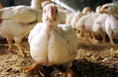 Bulgaria Ổ dịch cúm mới đe dọa trang trại chăn nuôi hơn 80 000 gia cầm