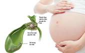 Nguyên nhân khiến sỏi mật dễ bị bỏ qua trong thai kỳ