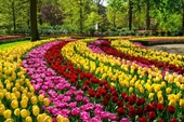 Những địa điểm ngắm hoa Xuân đẹp nhất châu Âu