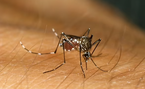 Hơn một nửa dân số thế giới có nguy cơ mắc các bệnh do muỗi truyền