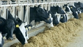 Canada giám sát hoạt động chăn nuôi bò sữa đề phòng cúm gia cầm H5N1