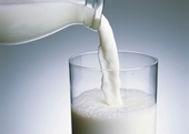 Mối lo về sản phẩm sữa tươi tại Mỹ khi bò sữa nhiễm cúm gia cầm H5N1