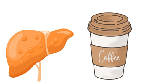 Uống 2 ly cà phê mỗi ngày có thể giảm được tình trạng gan nhiễm mỡ