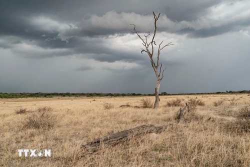 Hạn hán nghiêm trọng nhất 40 năm qua khiến nhiều nước ở châu Phi mất mùa