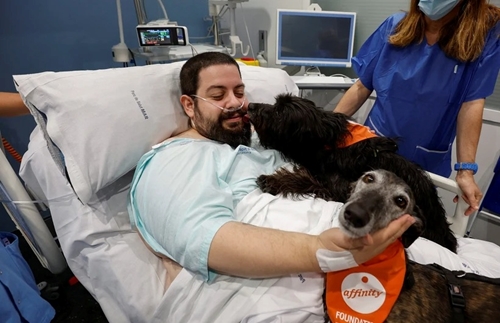 Chó trị liệu - Liệu pháp giúp cải thiện tinh thần, sức khỏe của người bệnh