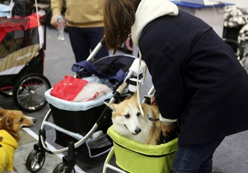 Hàn Quốc Thị trường dành cho thú cưng vượt doanh số đồ dùng của trẻ sơ sinh
