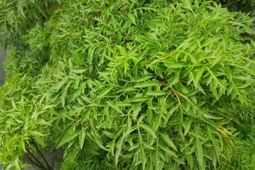 Loại cây nhan nhản ở Việt Nam được ví như liều thuốc bổ, nhưng nhiều người không biết