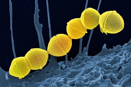 Số ca nhiễm vi khuẩn ‘ăn thịt người’ cao kỷ lục ở Nhật Bản