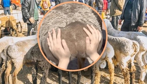 Trào lưu kỳ lạ của giới trẻ Trung Quốc Sờ mông cừu để giảm stress