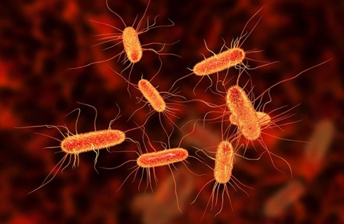 Biểu hiện nhiễm khuẩn E coli, cách phòng tránh nhiễm E coli trong mùa hè