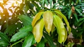 Loại lá cực dễ tìm ở Việt Nam, đem phơi khô lại thành thảo dược quý cho sức khỏe