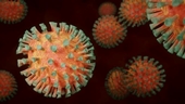 Ca tử vong đầu tiên trên thế giới do virus Oropouche