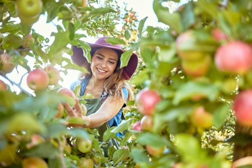 Cơ hội sang New Zealand làm thời vụ thu nhập 3,5 triệu đồng ngày