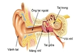 Viêm tai giữa Nguyên nhân, triệu chứng, cách điều trị và phòng bệnh