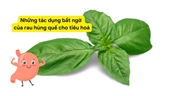 Những tác dụng bất ngờ của rau húng quế cho tiêu hoá