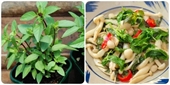 Ăn rau húng quế thường xuyên có tác dụng gì